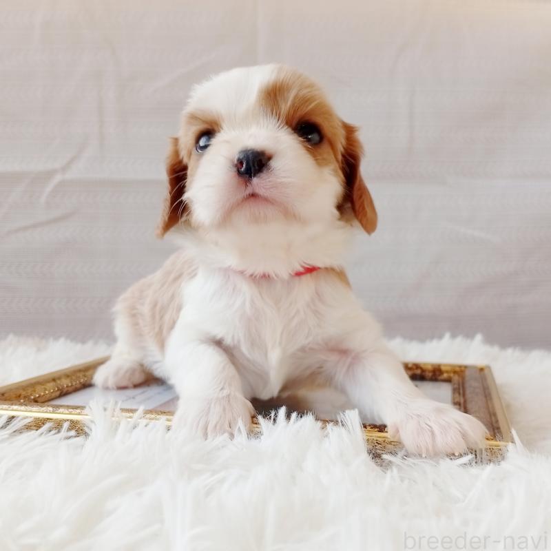 販売中の和歌山県のキャバリアキングチャールズスパニエル-441437