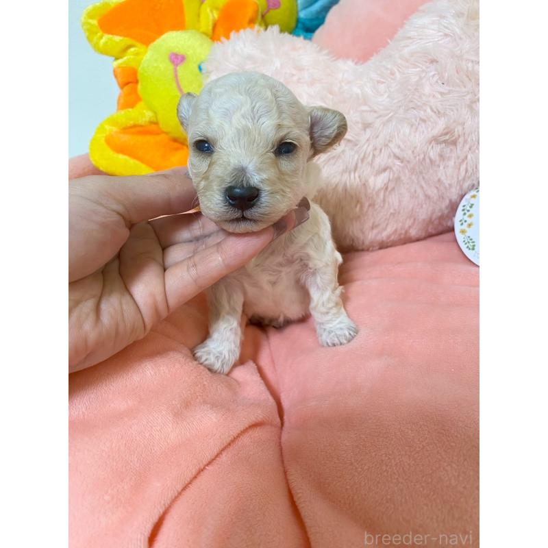 販売中の兵庫県のビションプー:ビションフリーゼ×トイプードル-442031の1枚目