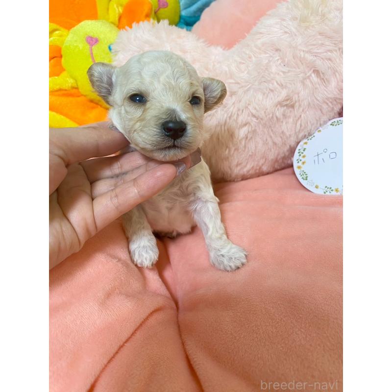 販売中の兵庫県のビションプー:ビションフリーゼ×トイプードル-442031の7枚目
