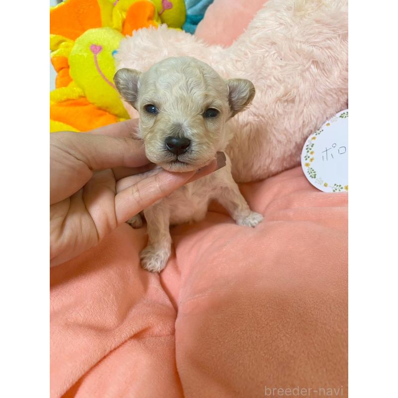 販売中の兵庫県のビションプー:ビションフリーゼ×トイプードル-442031の5枚目