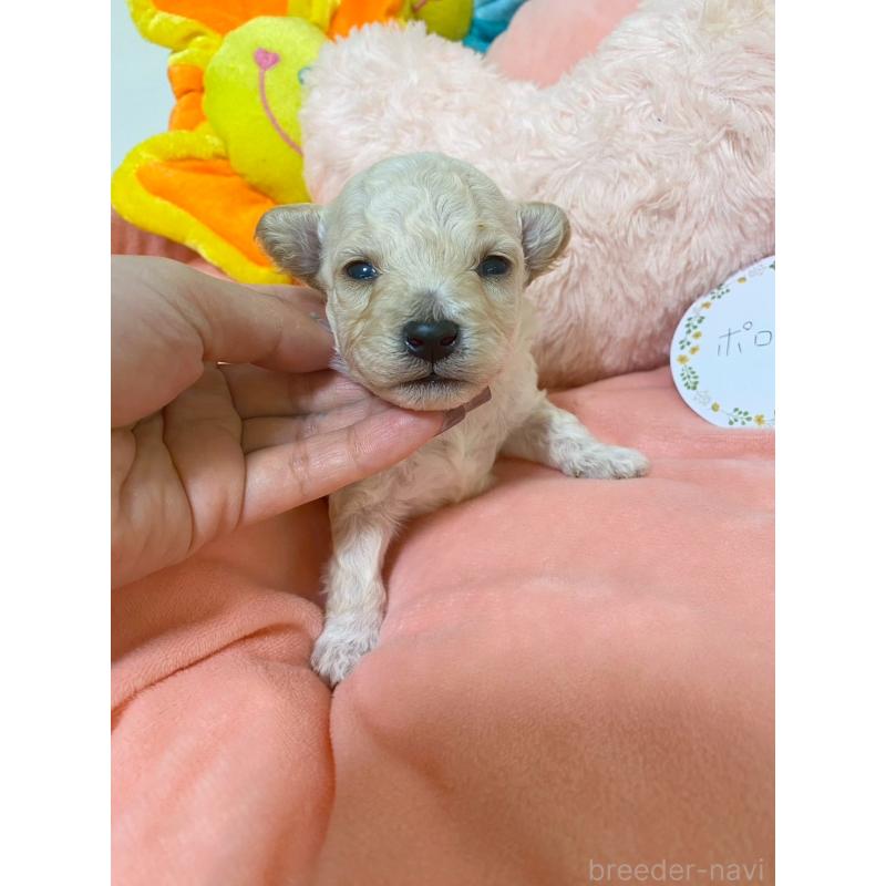 販売中の兵庫県のビションプー:ビションフリーゼ×トイプードル-442031の2枚目