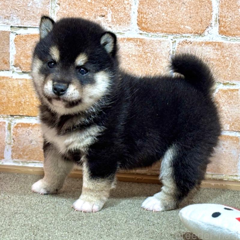 販売中の奈良県の豆柴-442028