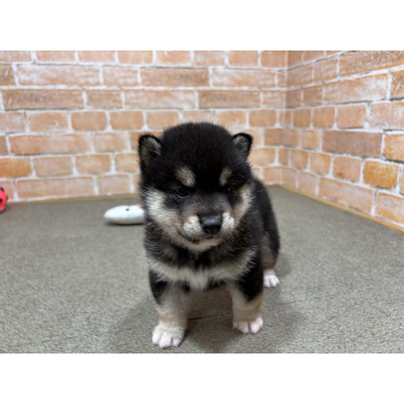 販売中の奈良県の豆柴-442028の8枚目