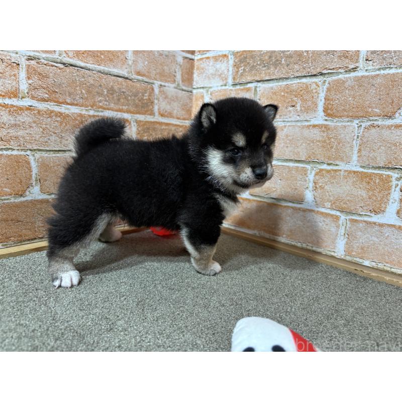 販売中の奈良県の豆柴-442028の7枚目