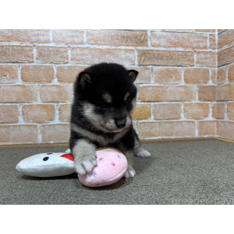 販売中の奈良県の豆柴-442028の6枚目