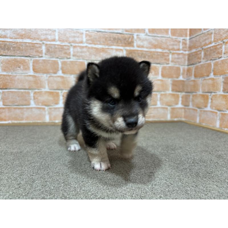 販売中の奈良県の豆柴-442028の5枚目