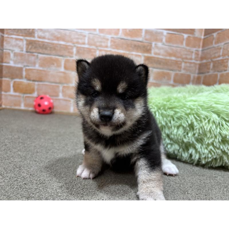 販売中の奈良県の豆柴-442028の4枚目