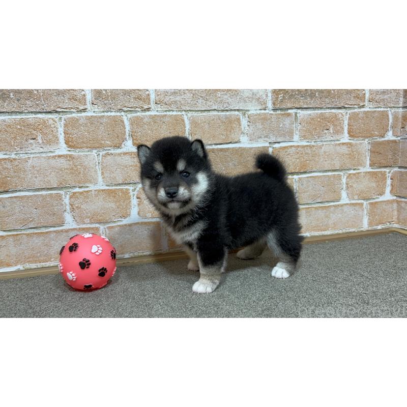 販売中の奈良県の豆柴-442028の2枚目