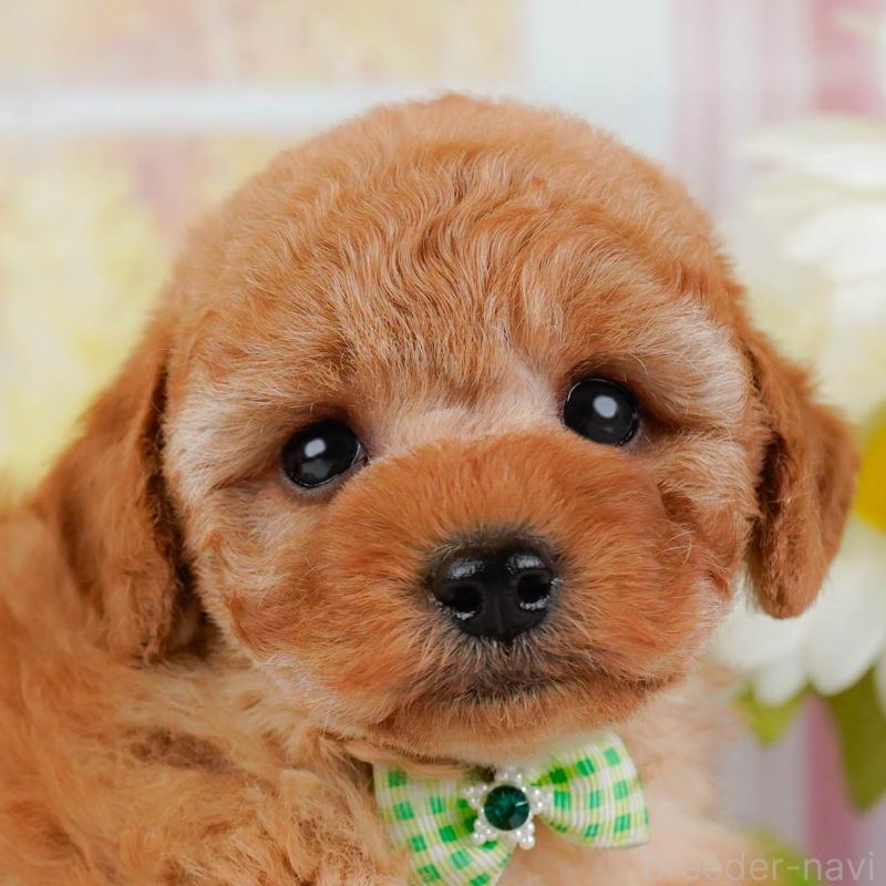 販売中の神奈川県のトイプードル-442032の1枚目