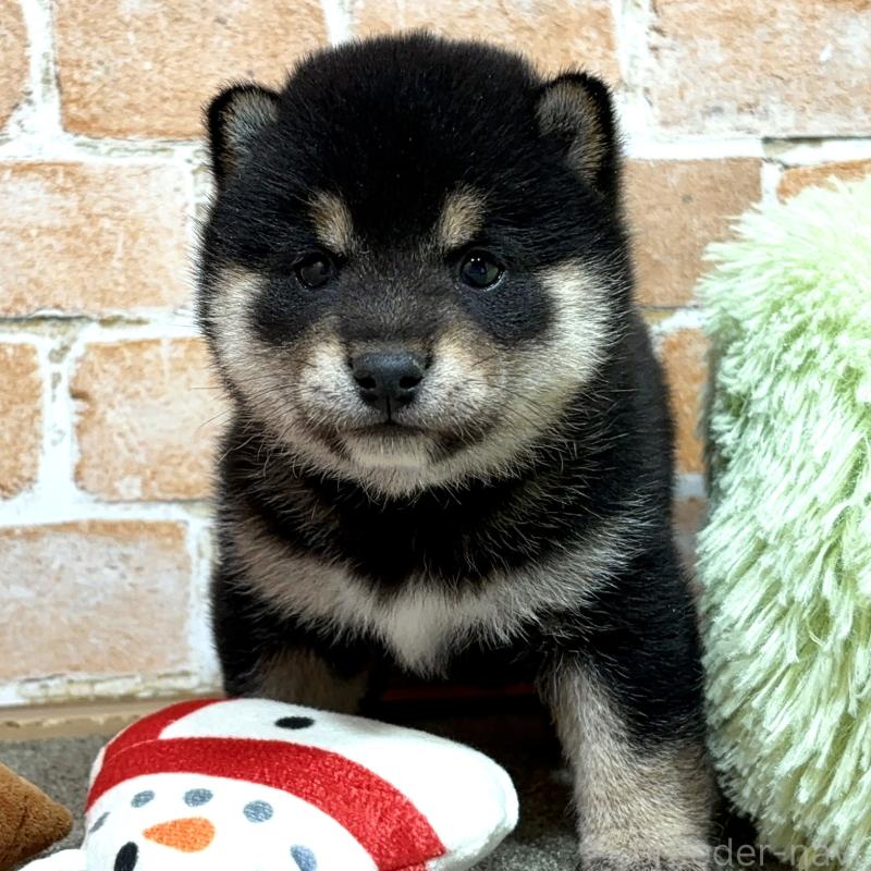 販売中の奈良県の豆柴-442030の1枚目