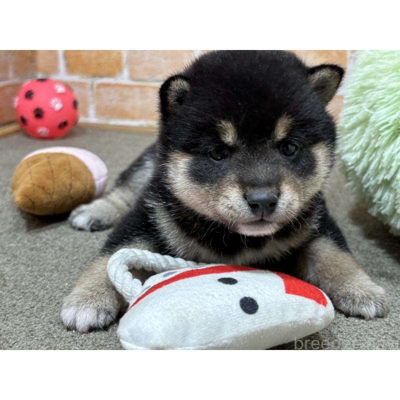 販売中の奈良県の豆柴-442030の6枚目