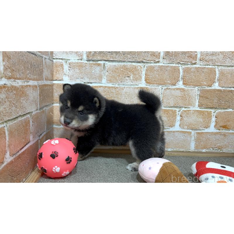 販売中の奈良県の豆柴-442030の4枚目