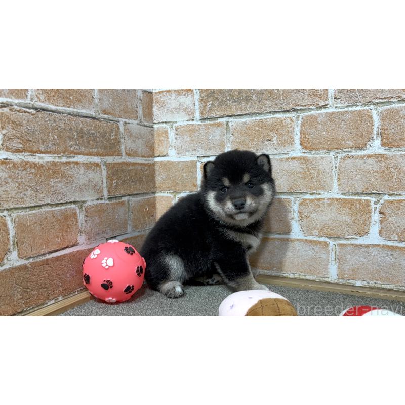 販売中の奈良県の豆柴-442030の3枚目