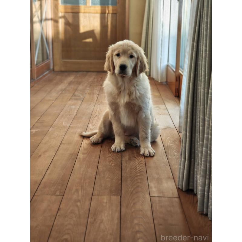 成約済の静岡県のゴールデンレトリーバー-429855の8枚目