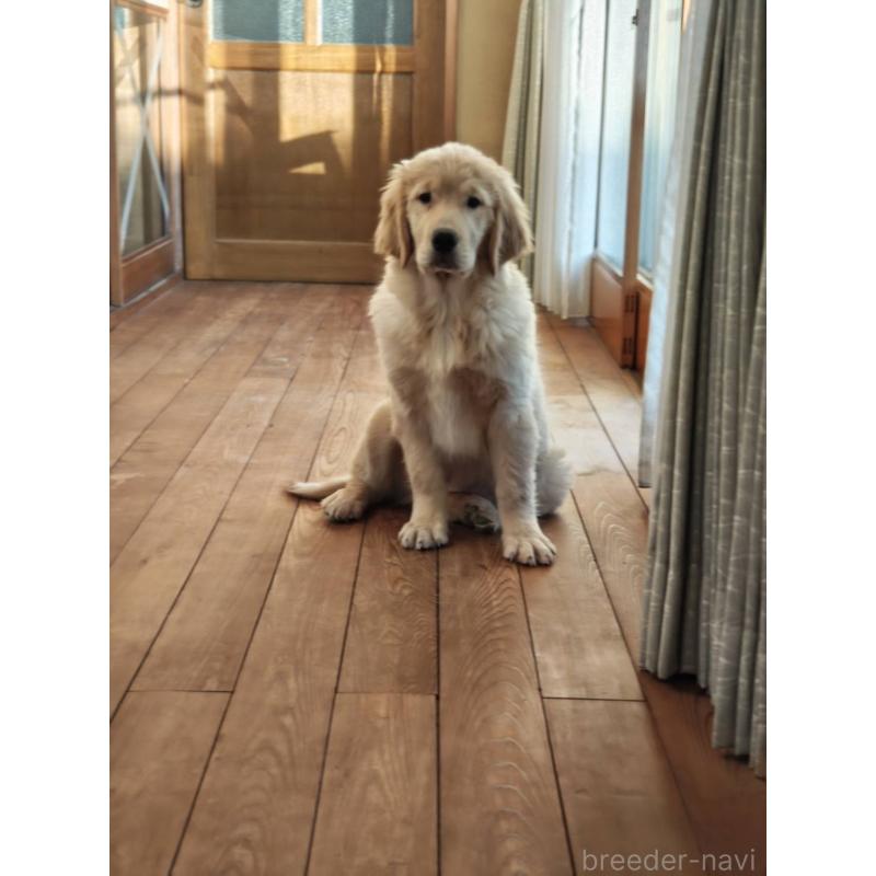 成約済の静岡県のゴールデンレトリーバー-429855の7枚目