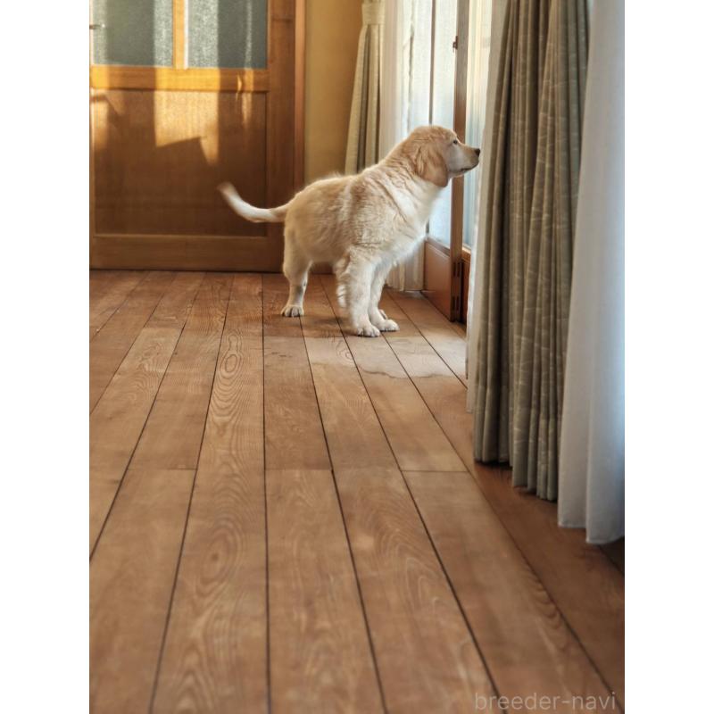 成約済の静岡県のゴールデンレトリーバー-429855の6枚目