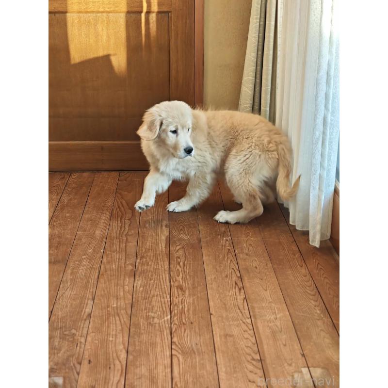 成約済の静岡県のゴールデンレトリーバー-429855の5枚目