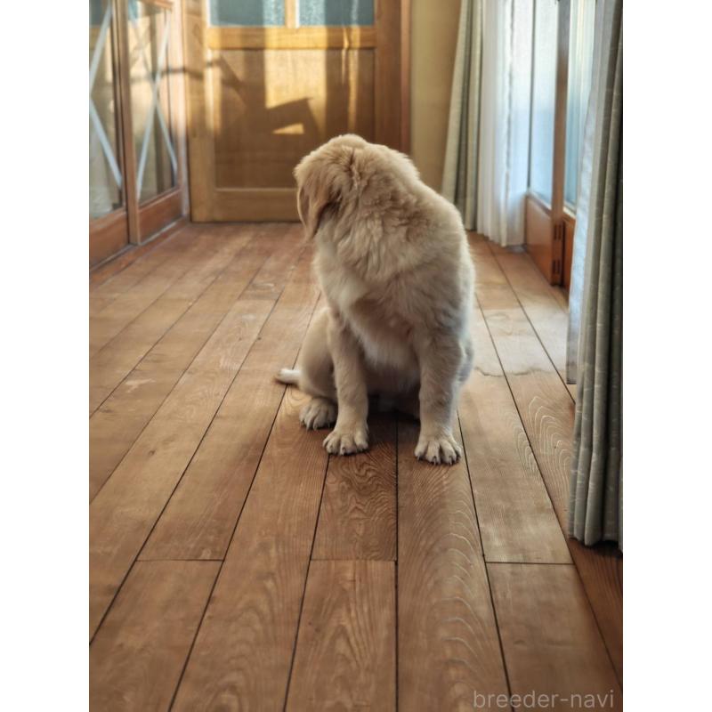 成約済の静岡県のゴールデンレトリーバー-429855の3枚目