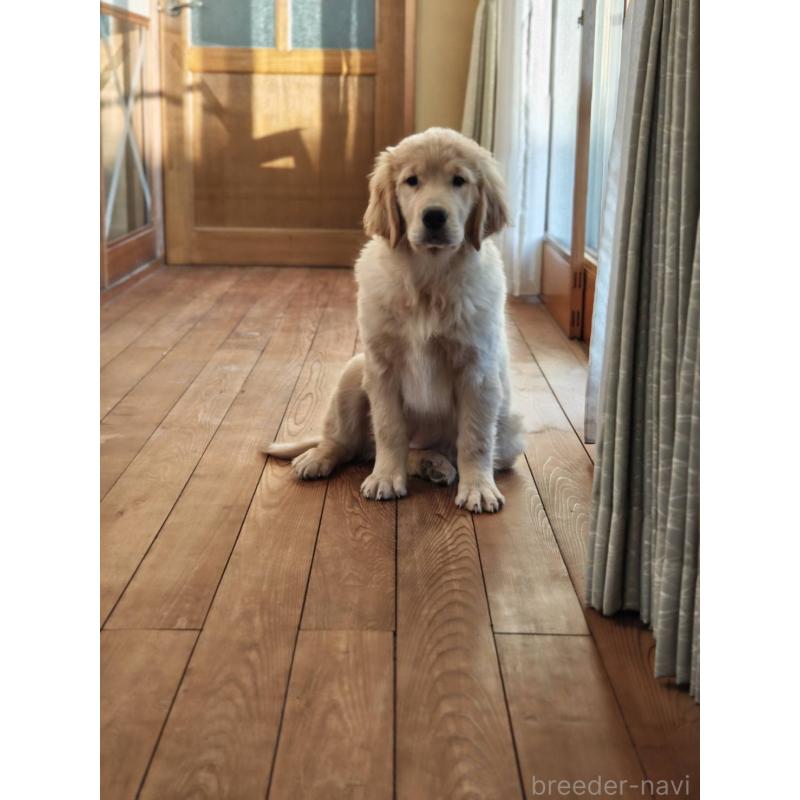 成約済の静岡県のゴールデンレトリーバー-429855の2枚目