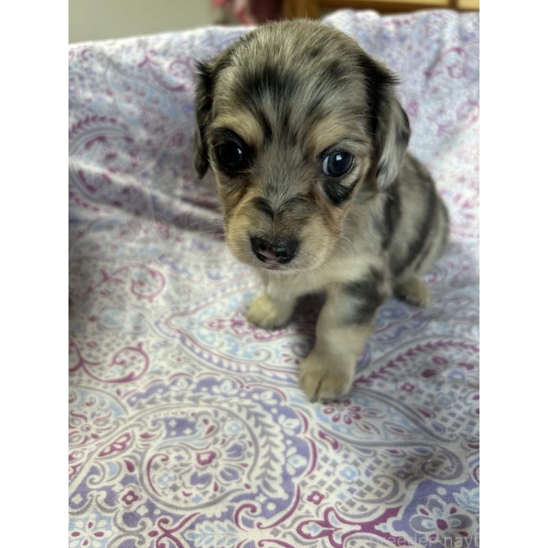 販売中の愛知県のチワックス:チワワ×ミニチュアダックスフンド-440184