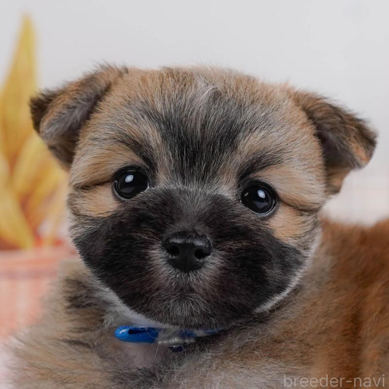 販売中の神奈川県のポメマル:ポメラニアン×マルチーズ-442034