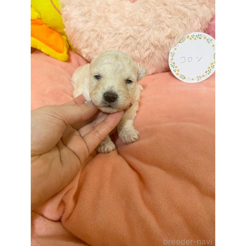 販売中の兵庫県のビションプー:ビションフリーゼ×トイプードル-442037