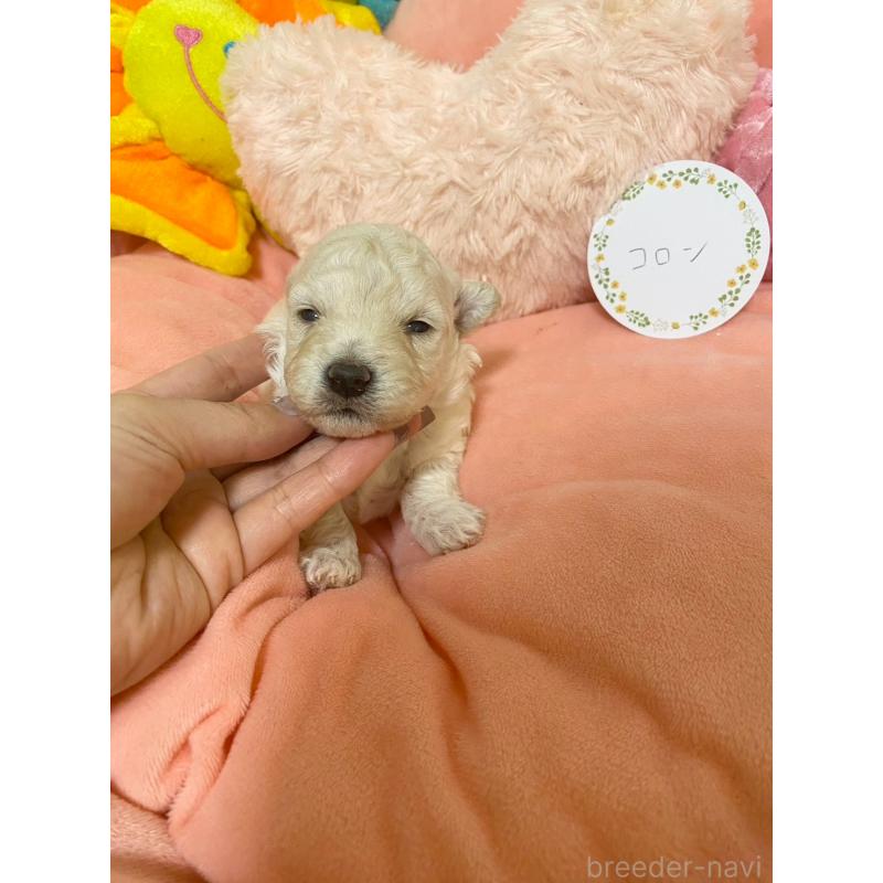 販売中の兵庫県のビションプー:ビションフリーゼ×トイプードル-442037の5枚目
