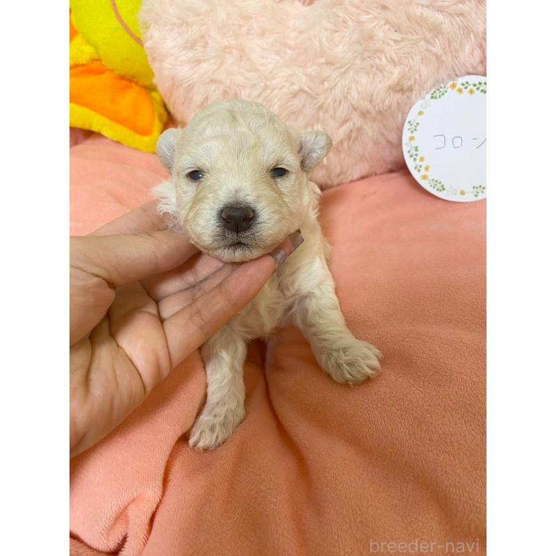 販売中の兵庫県のビションプー:ビションフリーゼ×トイプードル-442037の4枚目