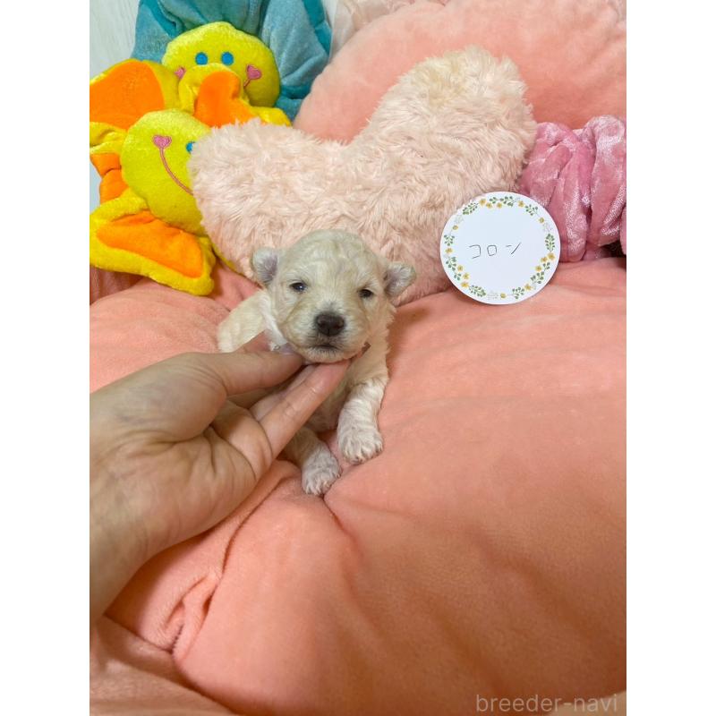 販売中の兵庫県のビションプー:ビションフリーゼ×トイプードル-442037の3枚目