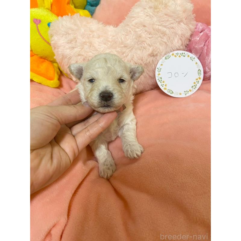販売中の兵庫県のビションプー:ビションフリーゼ×トイプードル-442037の2枚目