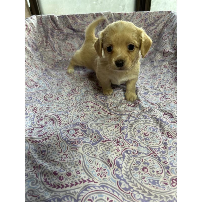 販売中の愛知県のチワックス:チワワ×ミニチュアダックスフンド-440182