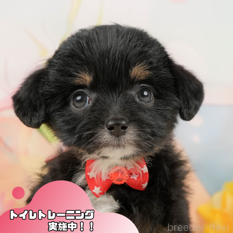 販売中の静岡県のチワプー:チワワ×トイプードル-442038