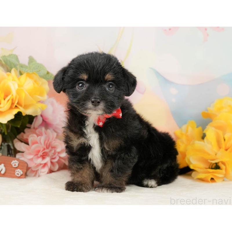 販売中の静岡県のチワプー:チワワ×トイプードル-442038の9枚目