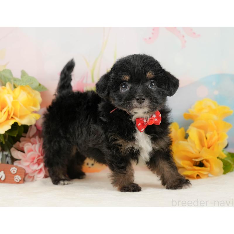 販売中の静岡県のチワプー:チワワ×トイプードル-442038の8枚目