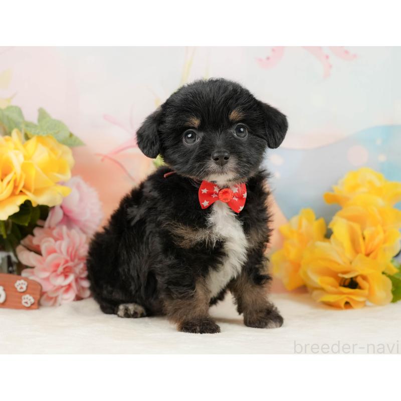 販売中の静岡県のチワプー:チワワ×トイプードル-442038の7枚目