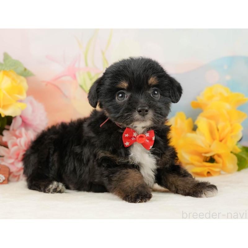 販売中の静岡県のチワプー:チワワ×トイプードル-442038の6枚目