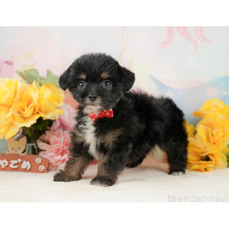 販売中の静岡県のチワプー:チワワ×トイプードル-442038の4枚目