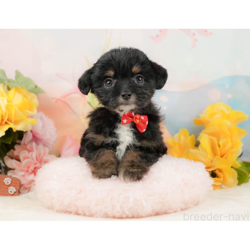 販売中の静岡県のチワプー:チワワ×トイプードル-442038の3枚目