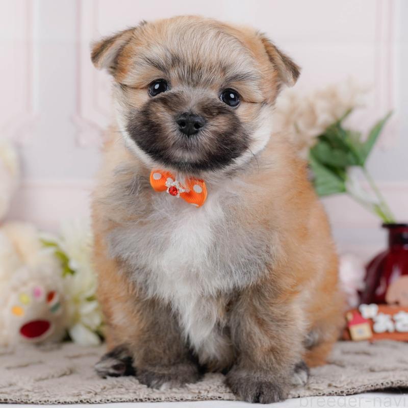 販売中の神奈川県のポメマル:ポメラニアン×マルチーズ-442035の1枚目