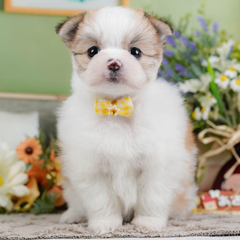 販売中の神奈川県のポメマル:ポメラニアン×マルチーズ-442036