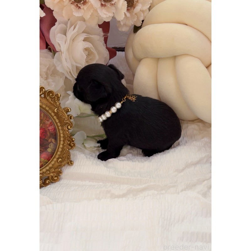 販売中の大阪府のチワプー:チワワ×トイプードル-439148の2枚目