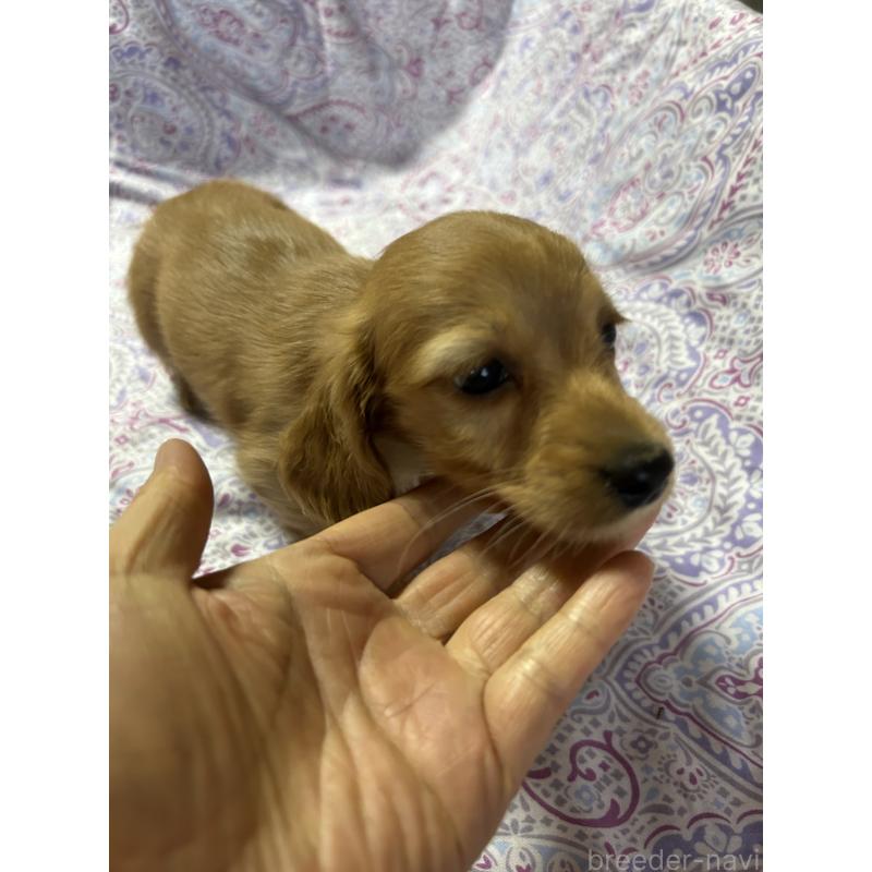 販売中の愛知県のミニチュアダックスフンド(ロングヘアード)-437982の6枚目