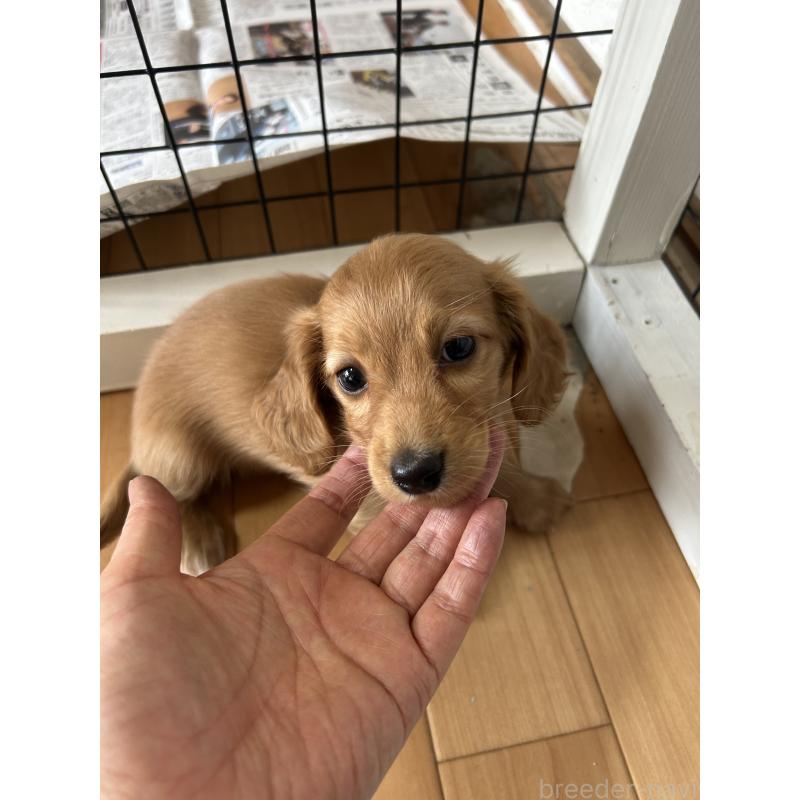 販売中の愛知県のミニチュアダックスフンド(ロングヘアード)-437982