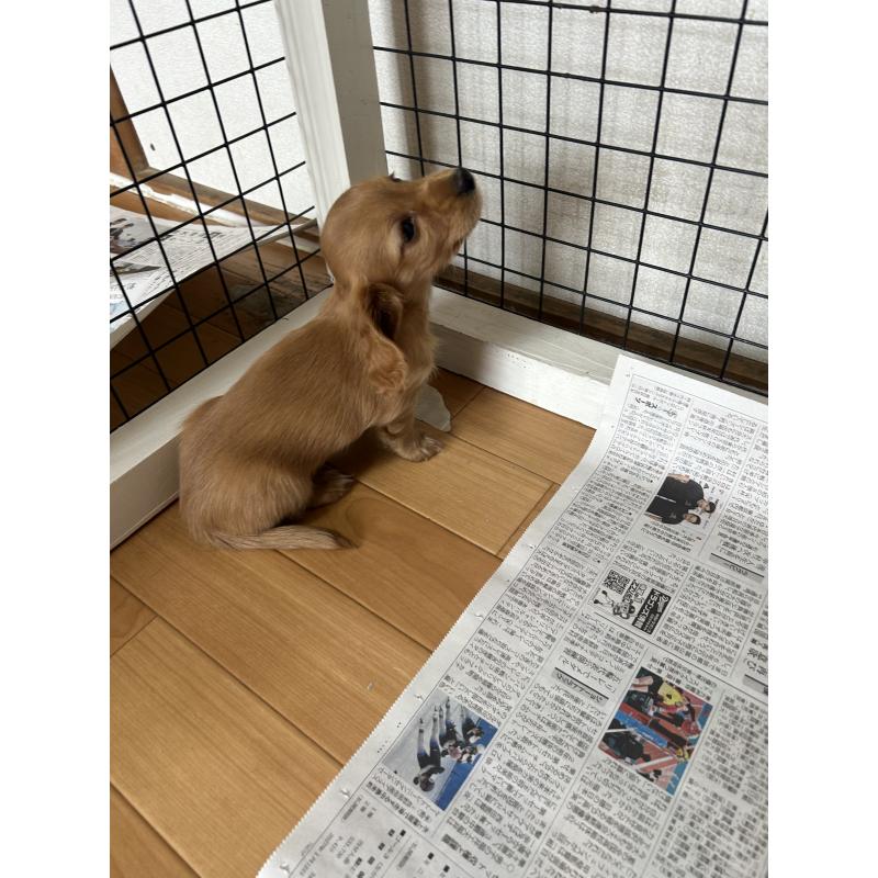 販売中の愛知県のミニチュアダックスフンド(ロングヘアード)-437982の4枚目