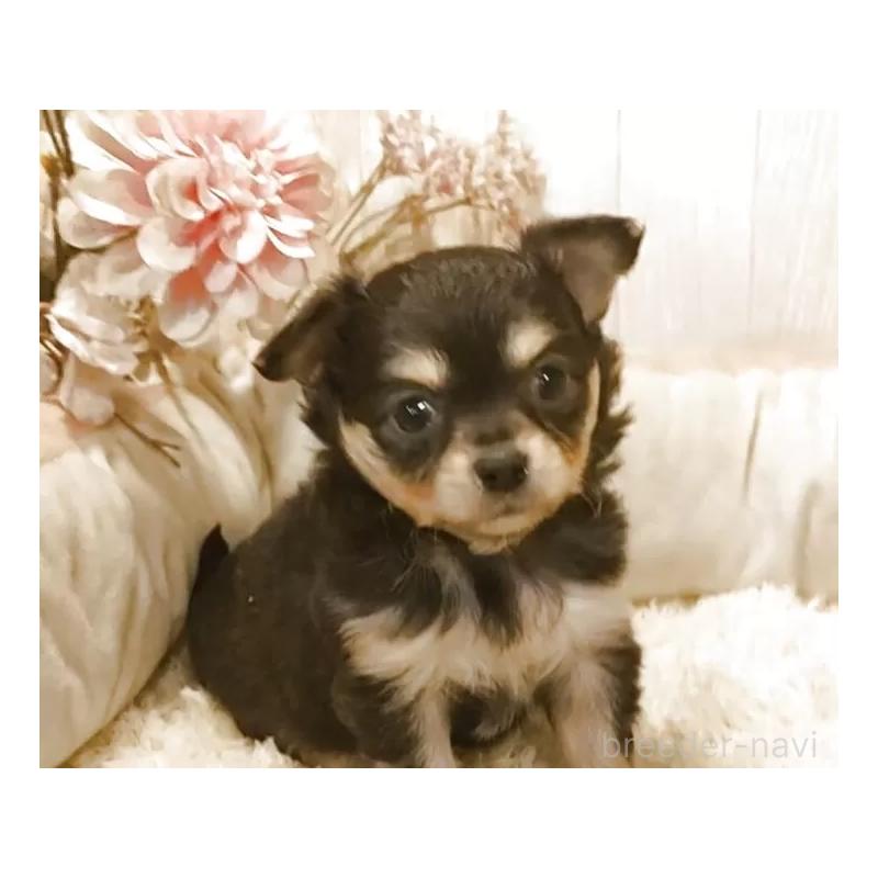 販売中の愛知県のチワワ(ロングコート)-442042の6枚目