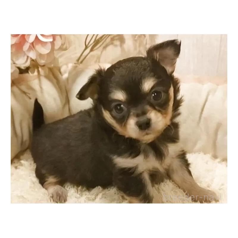 販売中の愛知県のチワワ(ロングコート)-442042の5枚目