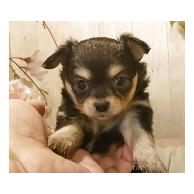 販売中の愛知県のチワワ(ロングコート)-442042の4枚目