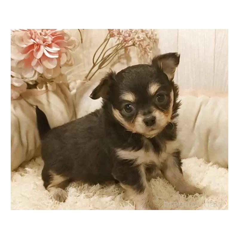 販売中の愛知県のチワワ(ロングコート)-442042の3枚目