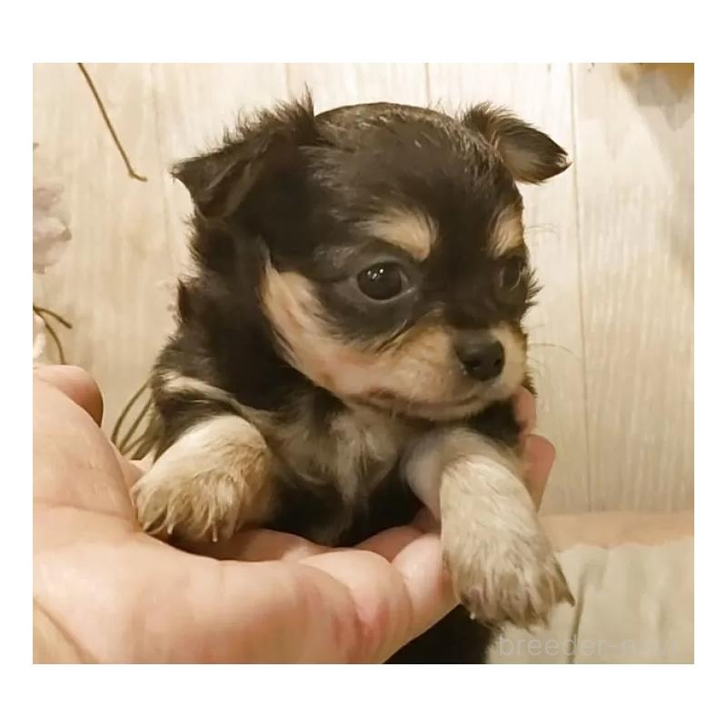 販売中の愛知県のチワワ(ロングコート)-442042の2枚目