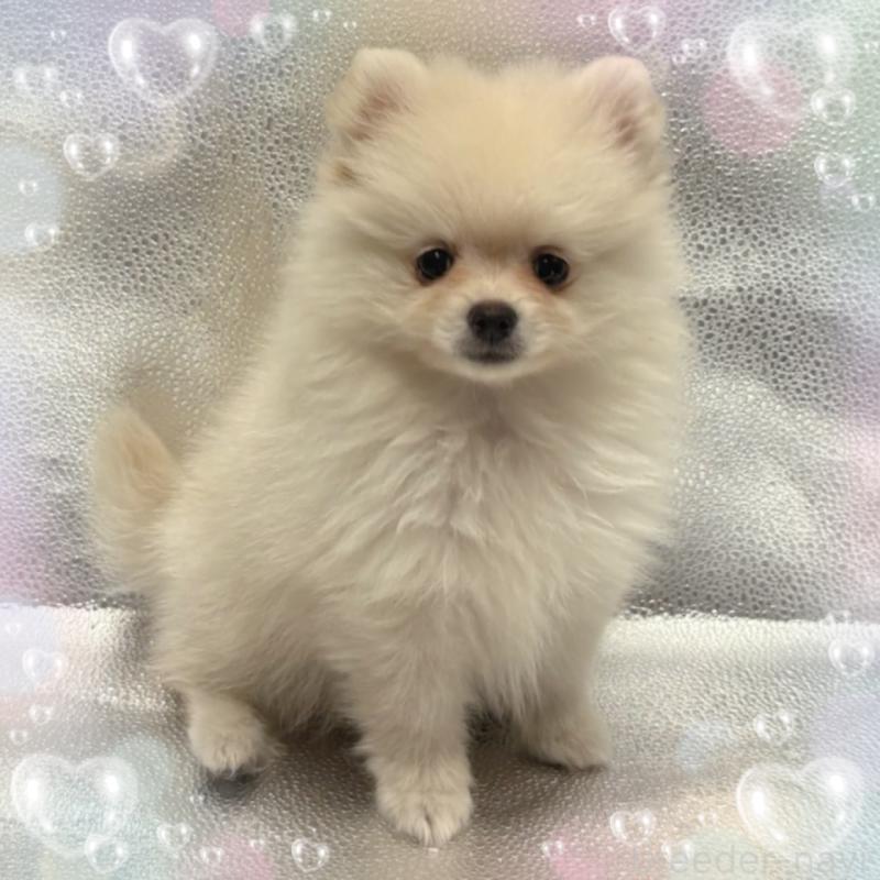 販売中の東京都のポメラニアン-442040の1枚目